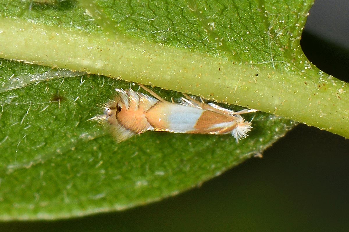 Gracillariidae: Phyllonorycter roboris? S